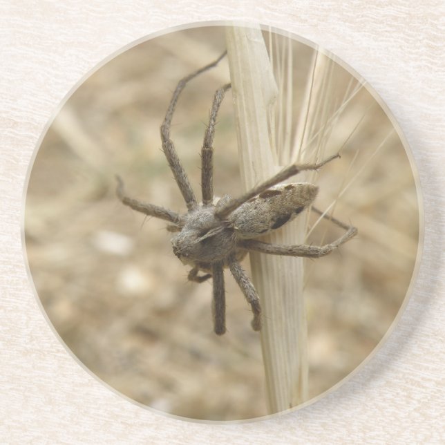 Creepy Crawly Spider Coasters (Front)