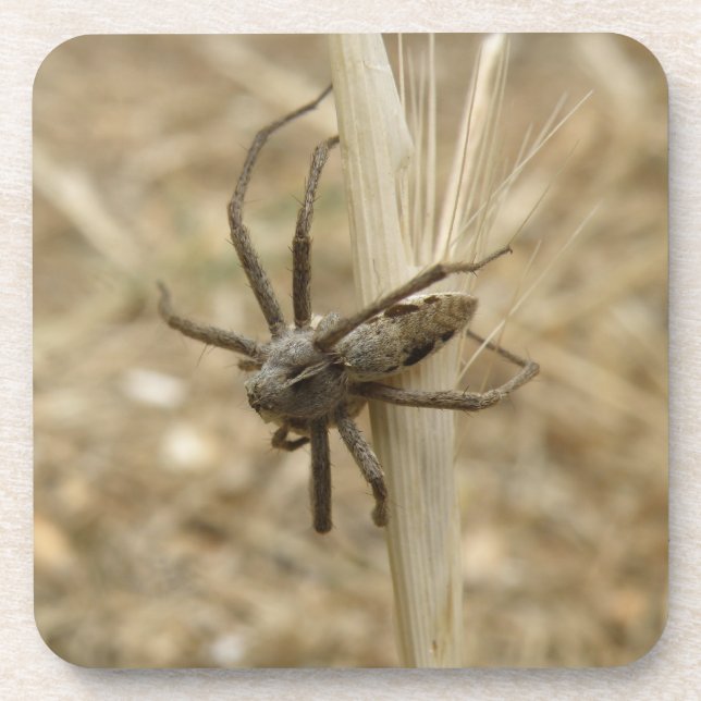 Creepy Crawly Spider Cork Coaster (Front)