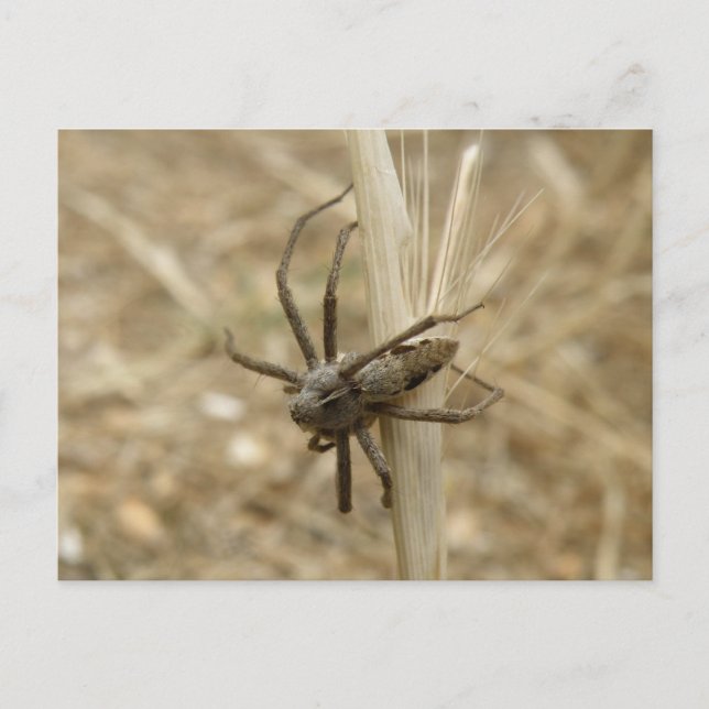 Creepy Crawly Spider Postcard (Front)