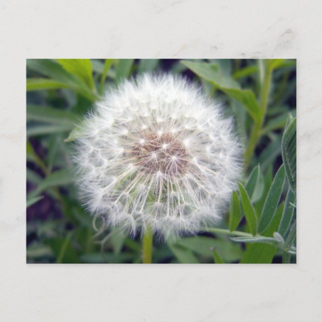 Créer une carte postale (Devant)