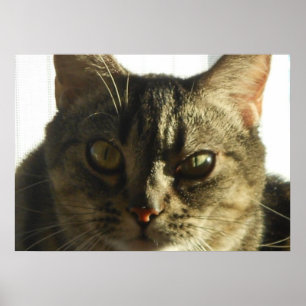 Créez votre propre affiche de 28 po x 20 po