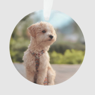 Créez Votre Propre Photo de Animal de Compagnie Pe