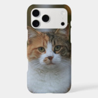 Créez Votre Propre Photo de Chat Personnalisée