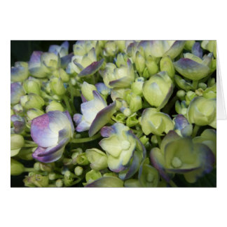 Crème et Hydrangée violette