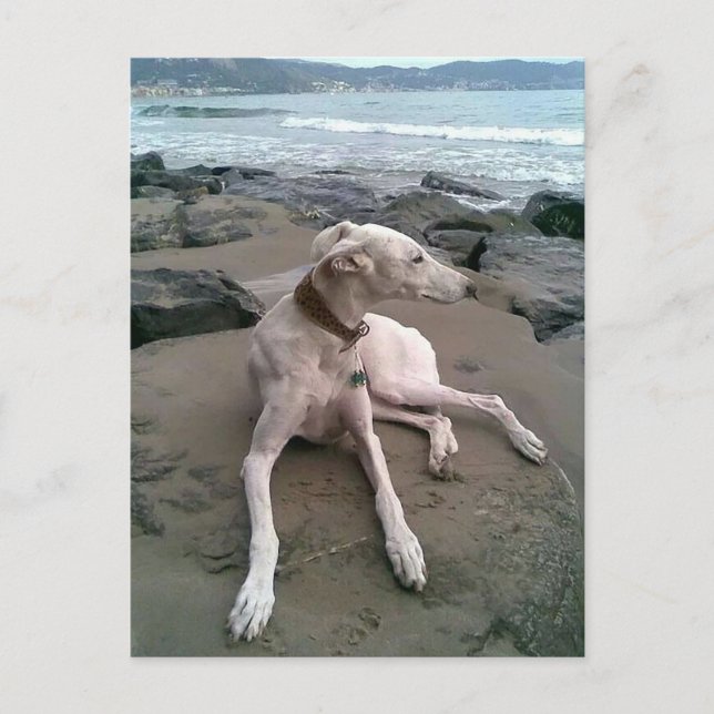 Crème Greyhound Chien Chien Blanc carte pour notes (Devant)