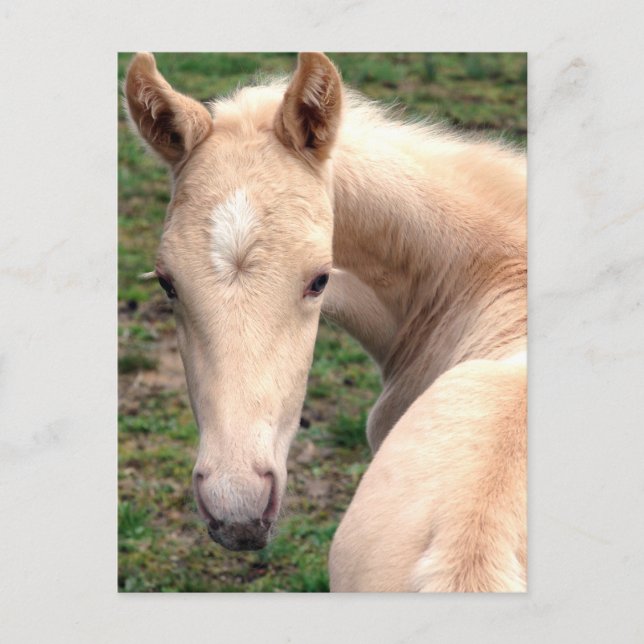 Cremello Walking Horse Postcard (Front)