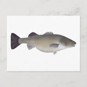 Creole Perch Postcard