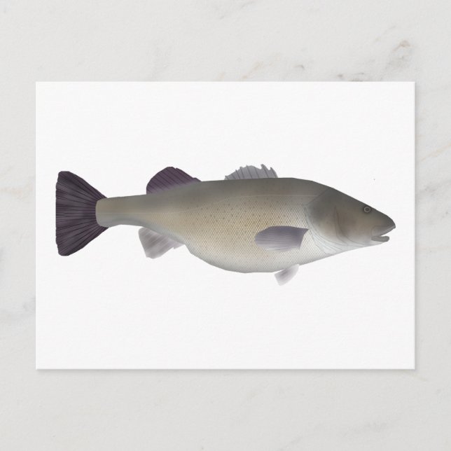 Creole Perch Postcard (Front)