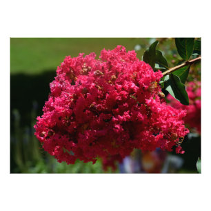 Crepe Myrtle flower Photo Print