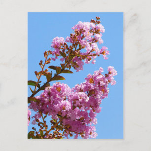 Crepe myrtle flower postcard