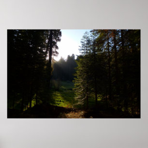 Crescent Meadow Morning at Sequoia National Park Poster