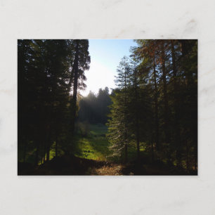 Crescent Meadow Morning Postcard