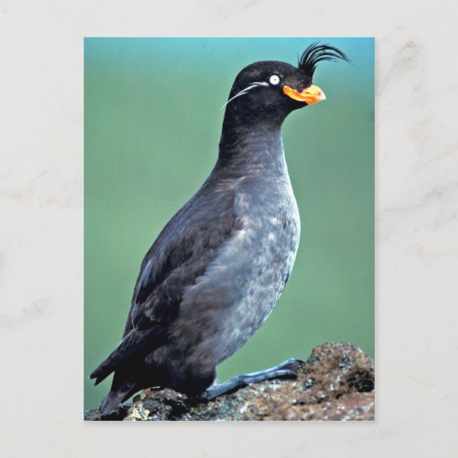 Crested Auklet, Kiska Island, Alaska Postcard (Front)
