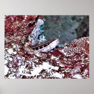 Crested Blenny Poster
