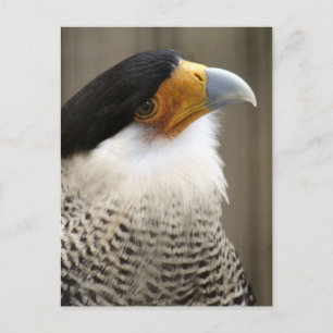Crested Caracara Bird Photo Postcard