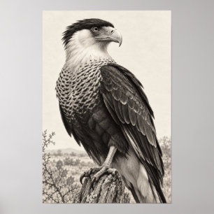 Crested Caracara in South Texas Graphite Poster