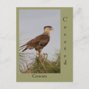 Crested Caracara Postcard