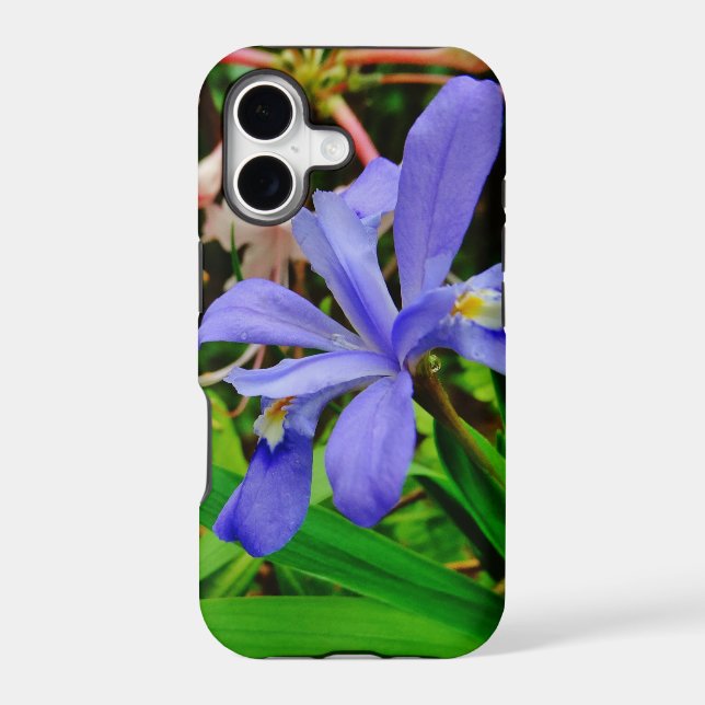 Crested Dwarf Iris (Back)