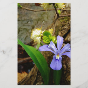 Crested Dwarf Iris blue purple white flower