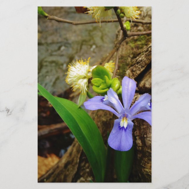 Crested Dwarf Iris blue purple white flower (Front)