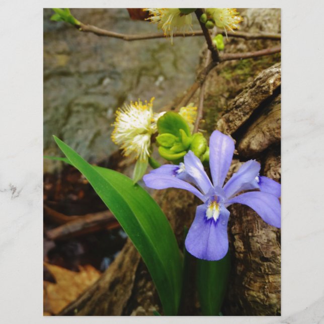 Crested Dwarf Iris blue purple white flower (Front)