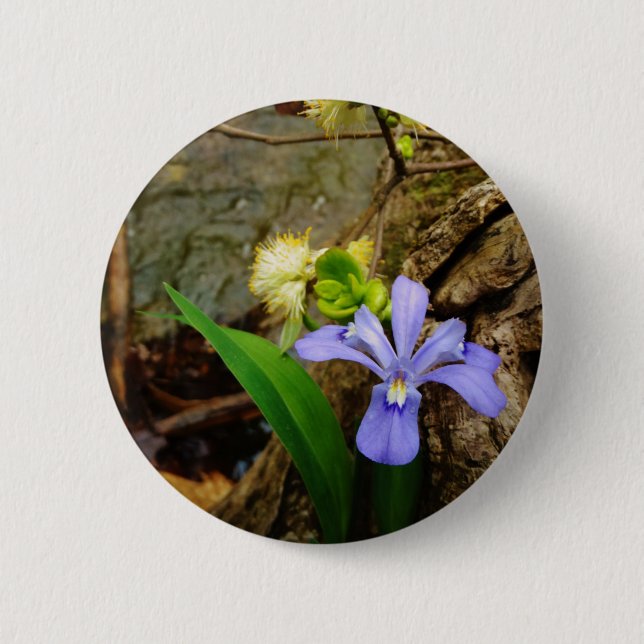 Crested Dwarf Iris blue purple white flower 2 Inch Round Button (Front)