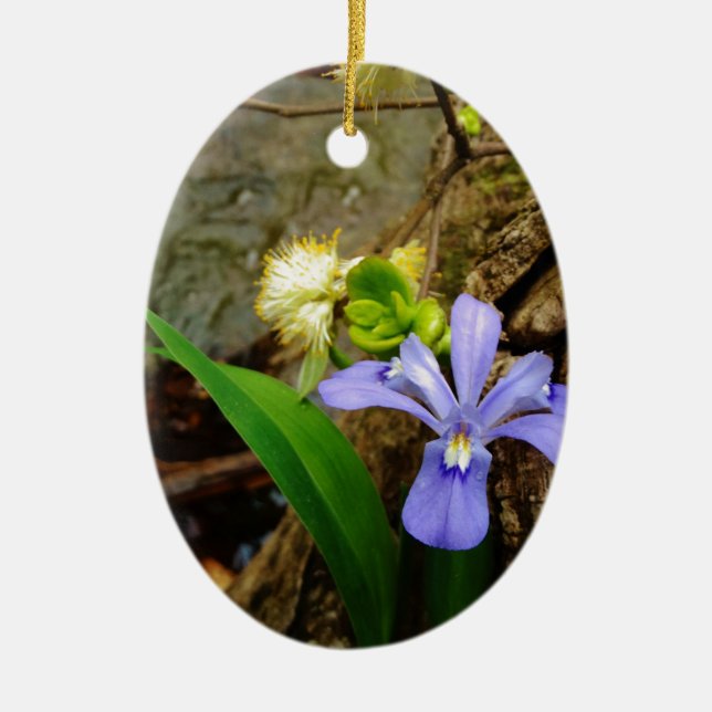 Crested Dwarf Iris blue purple white flower Ceramic Ornament (Front)