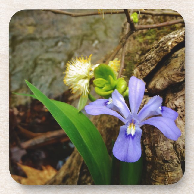 Crested Dwarf Iris blue purple white flower Coaster (Front)