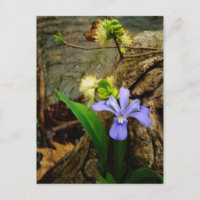 Crested Dwarf Iris blue purple white flower