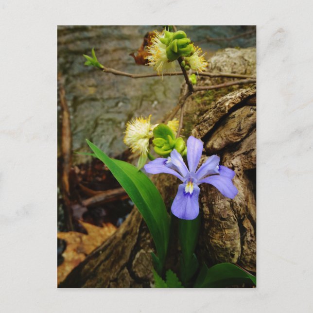 Crested Dwarf Iris blue purple white flower Postcard (Front)