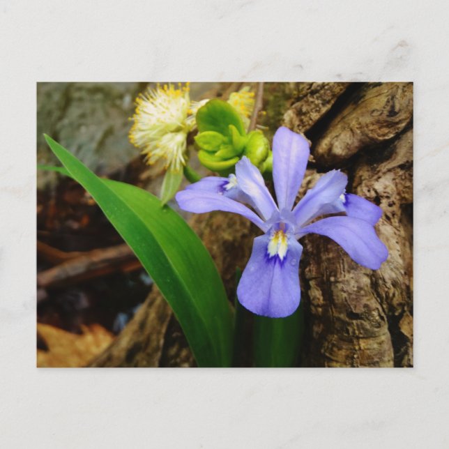 Crested Dwarf Iris blue purple white flower Postcard (Front)