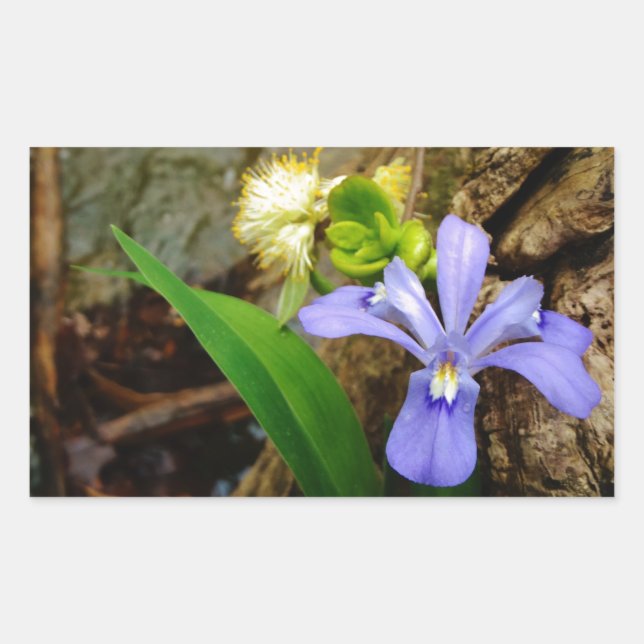 Crested Dwarf Iris blue purple white flower Sticker (Front)