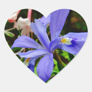 Crested Dwarf Iris Heart Sticker
