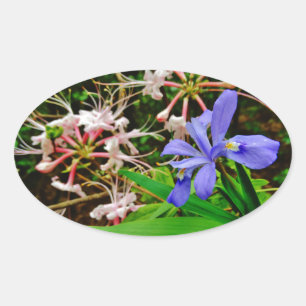 Crested Dwarf Iris Oval Sticker