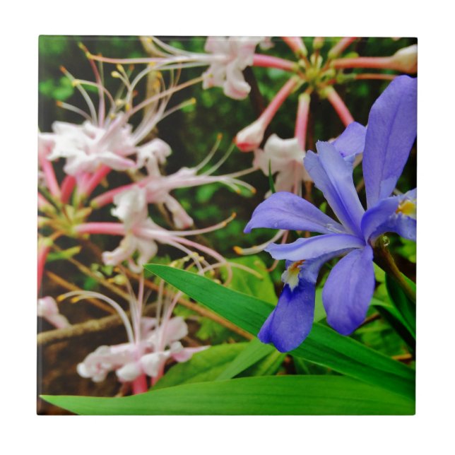 Crested Dwarf Iris Tile (Front)