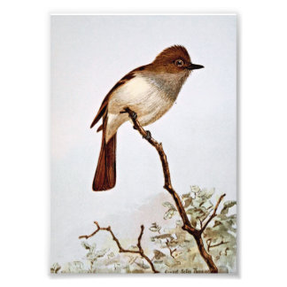 Crested Flycatcher Vintage Art Photo Print