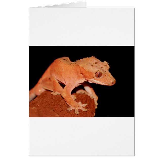 crested gecko (Front)
