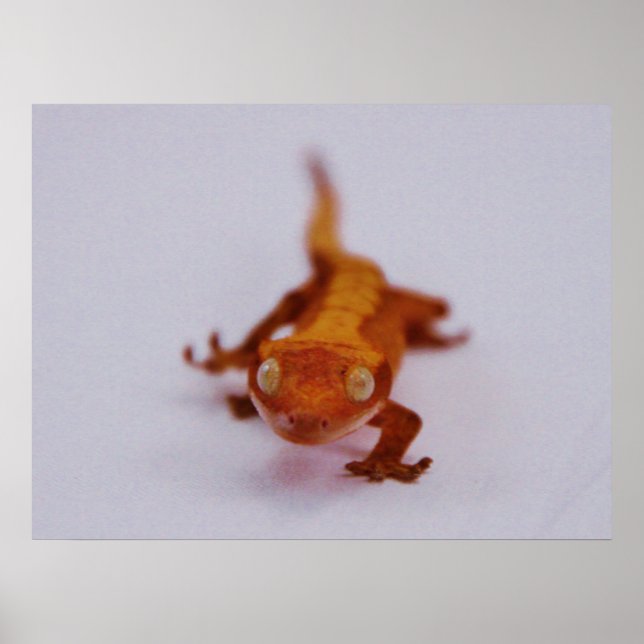 Crested Gecko Closeup Poster (Front)