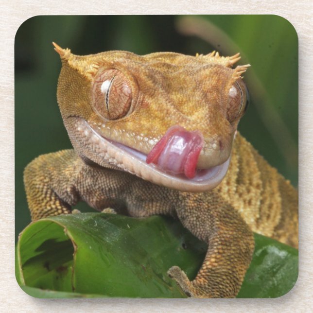Crested Gecko Coaster (Front)