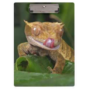 Crested Gecko Lizard Clipboard