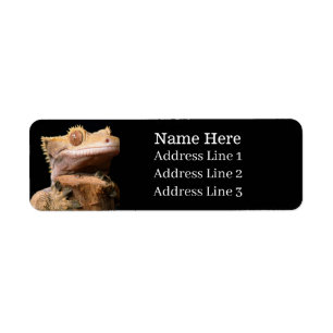 Crested Gecko Lizard on Black Return Address