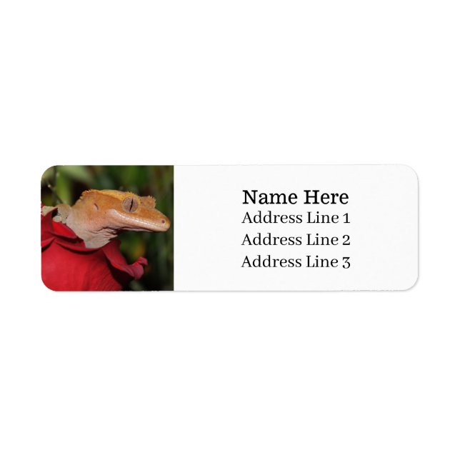 Crested Gecko Lizard sur un Rose Adresse de retour (Devant)