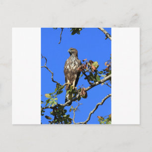 Crested Hawk Eagle in Sri Lanka Postcard