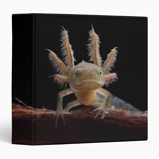 Crested newt larve binder (Front/Spine)