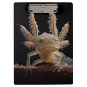 Crested newt larve clipboard