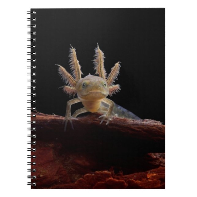 Crested newt larve notebook (Front)