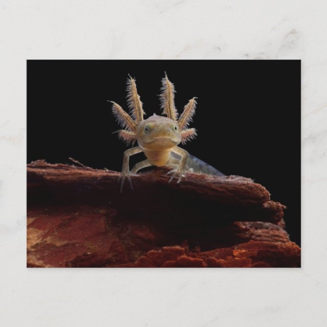Crested newt larve postcard (Front)
