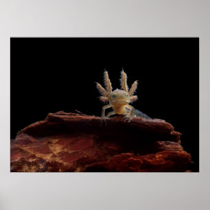 Crested newt larve poster