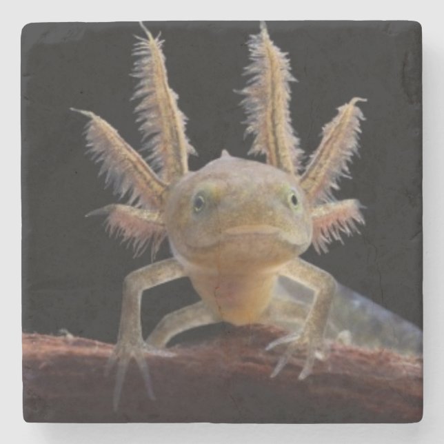 Crested newt larve stone coaster (Front)