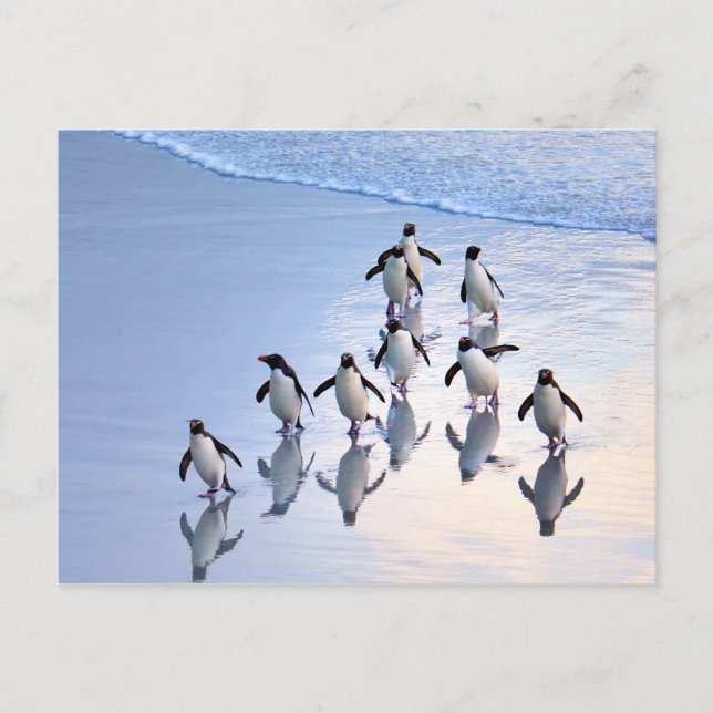 Crested Penguins Returning from the Ocean Postcard (Front)